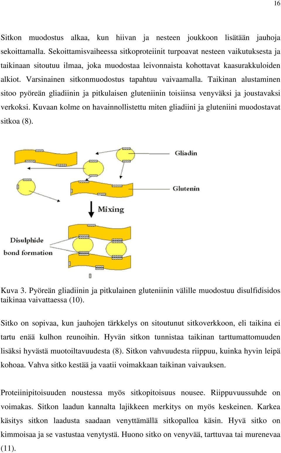 Varsinainen sitkonmuodostus tapahtuu vaivaamalla. Taikinan alustaminen sitoo pyöreän gliadiinin ja pitkulaisen gluteniinin toisiinsa venyväksi ja joustavaksi verkoksi.