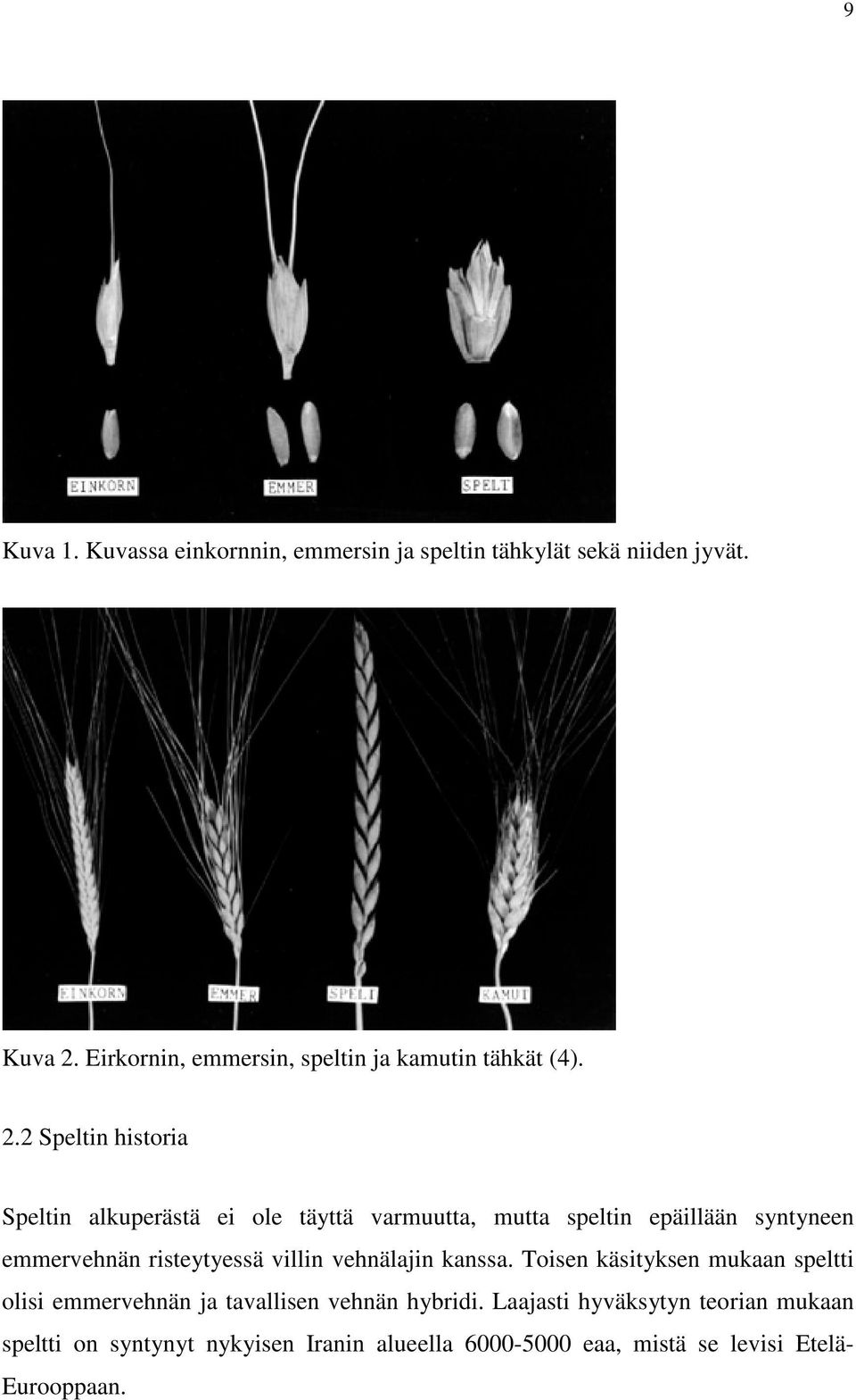 2 Speltin historia Speltin alkuperästä ei ole täyttä varmuutta, mutta speltin epäillään syntyneen emmervehnän risteytyessä