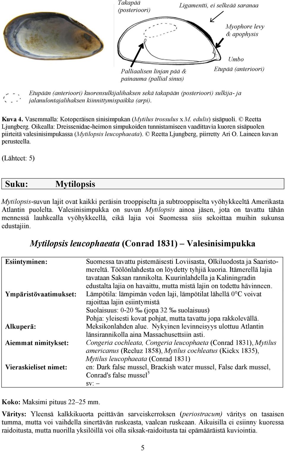 Oikealla: Dreissenidae-heimon simpukoiden tunnistamiseen vaadittavia kuoren sisäpuolen piirteitä valesinisimpukassa (Mytilopsis leucophaeata). Reetta Ljungberg, piirretty Ari O.