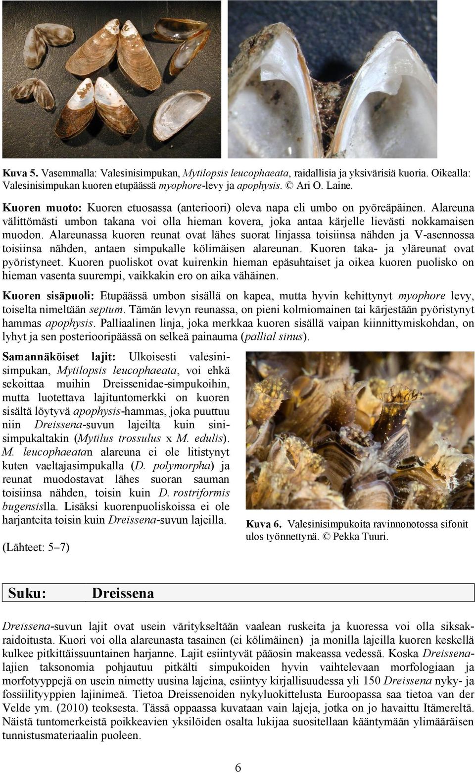 Alareunassa kuoren reunat ovat lähes suorat linjassa toisiinsa nähden ja V-asennossa toisiinsa nähden, antaen simpukalle kölimäisen alareunan. Kuoren taka- ja yläreunat ovat pyöristyneet.