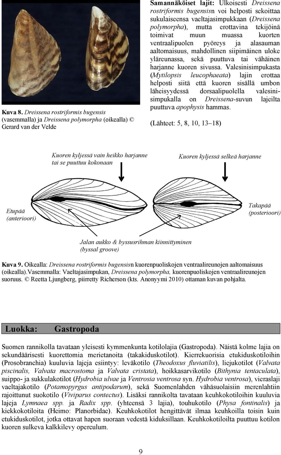 sukulaiseensa vaeltajasimpukkaan (Dreissena polymorpha), mutta erottavina tekijöinä toimivat muun muassa kuorten ventraalipuolen pyöreys ja alasauman aaltomaisuus, mahdollinen siipimäinen uloke