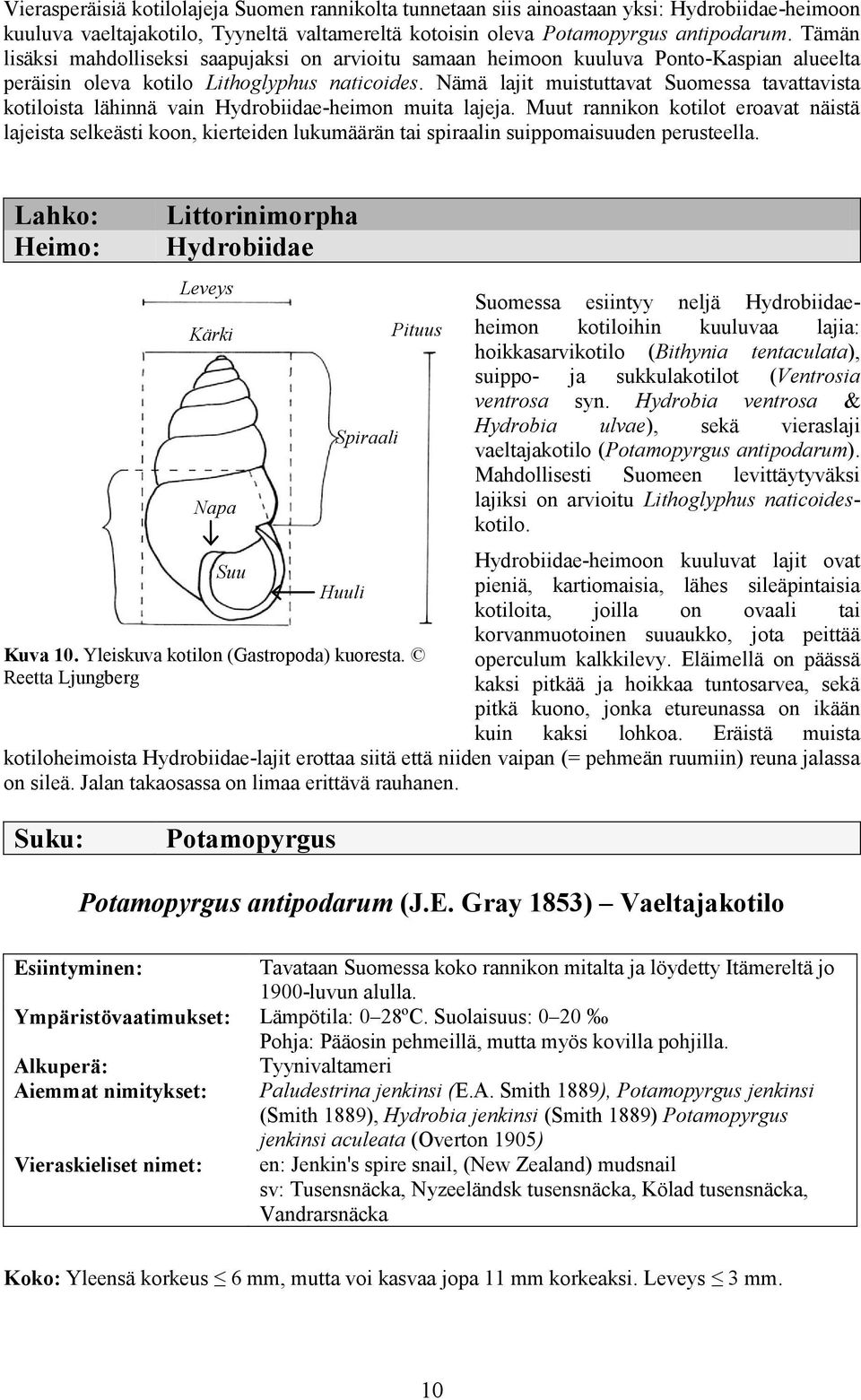 Nämä lajit muistuttavat Suomessa tavattavista kotiloista lähinnä vain Hydrobiidae-heimon muita lajeja.