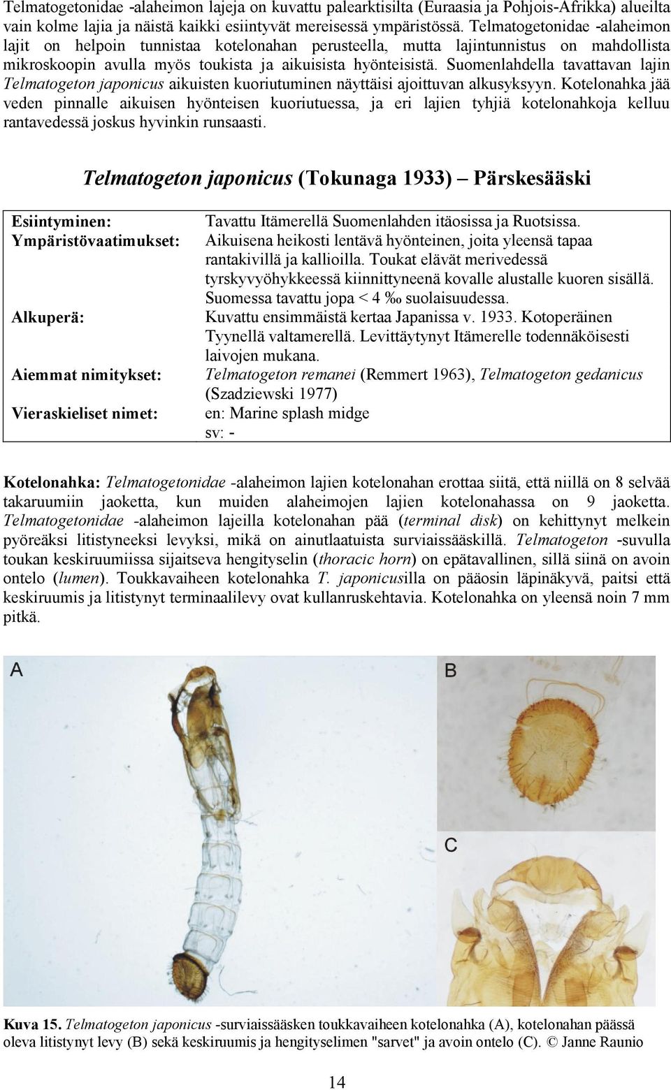Suomenlahdella tavattavan lajin Telmatogeton japonicus aikuisten kuoriutuminen näyttäisi ajoittuvan alkusyksyyn.