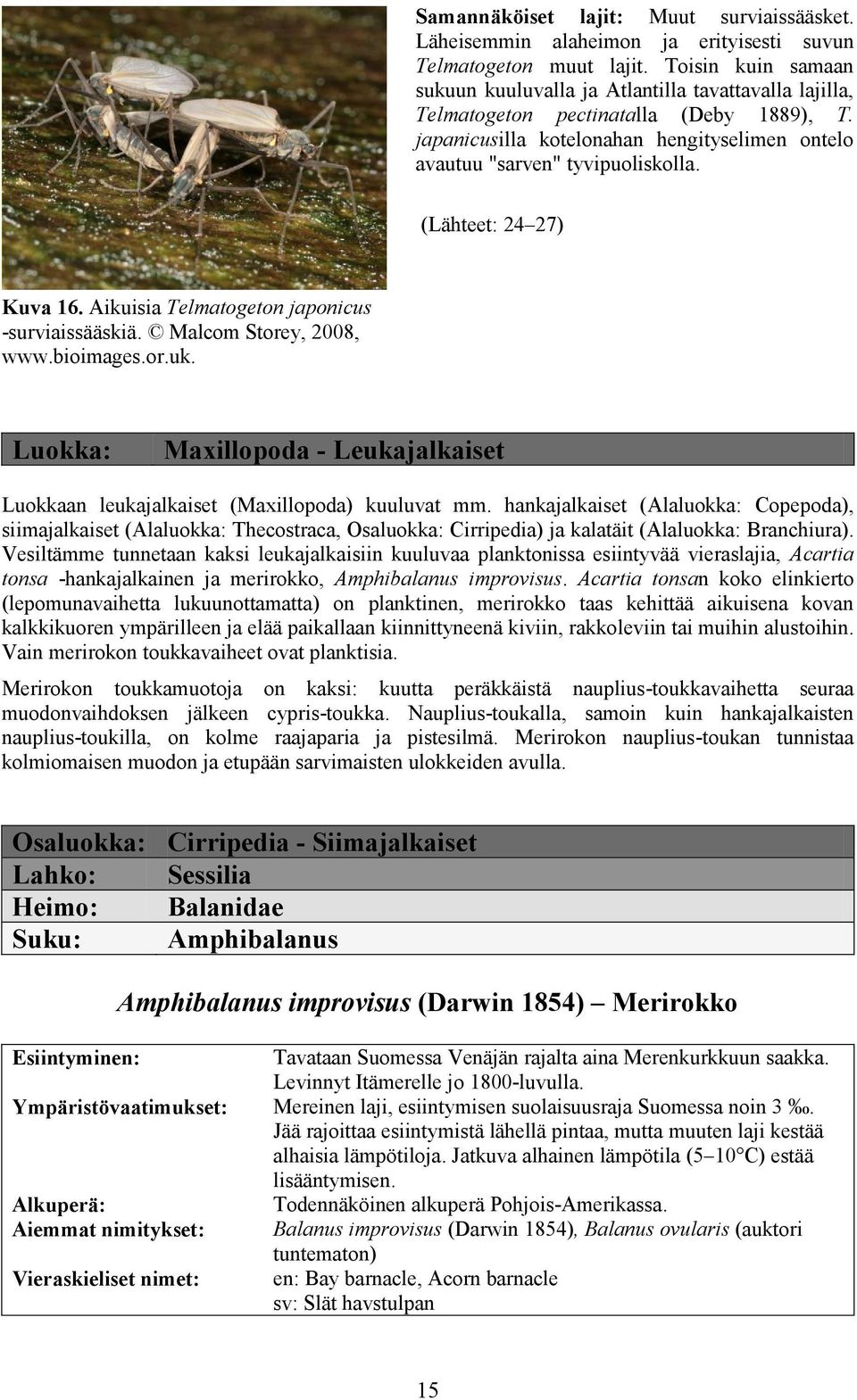 (Lähteet: 24 27) Kuva 16. Aikuisia Telmatogeton japonicus -surviaissääskiä. Malcom Storey, 2008, www.bioimages.or.uk.