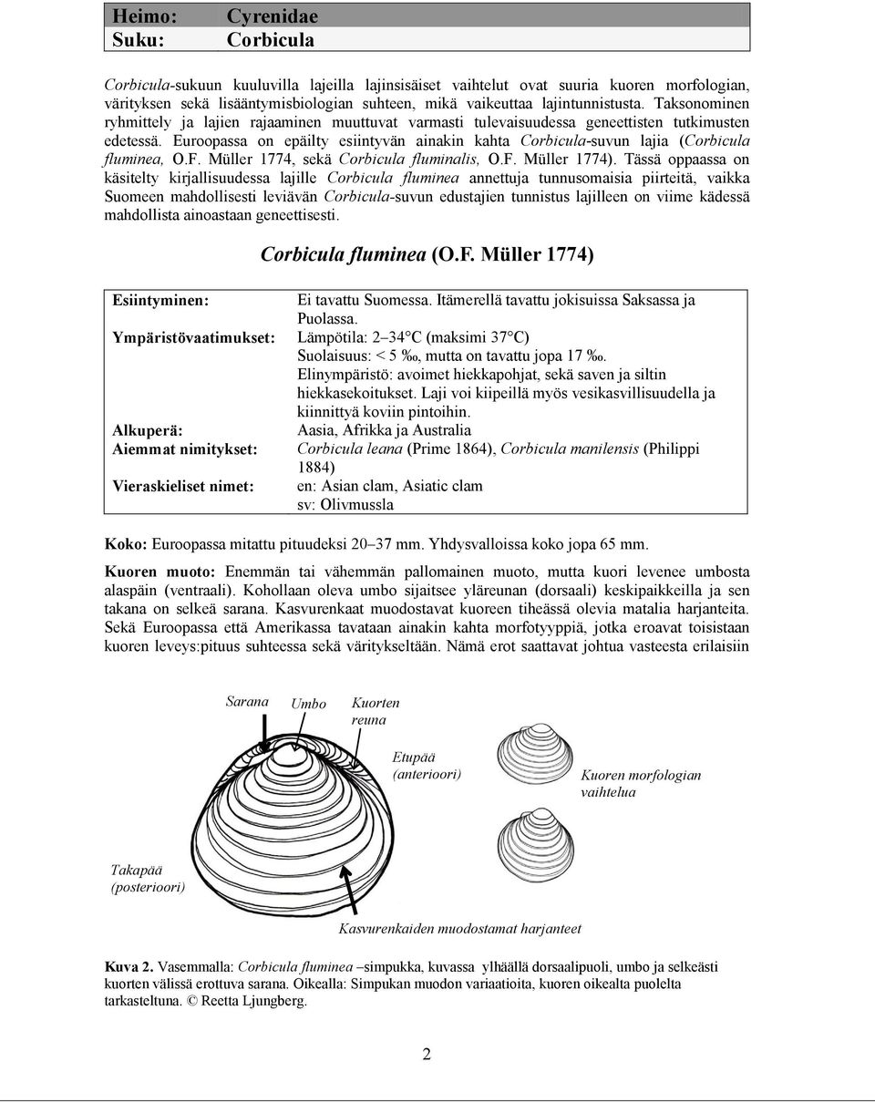 Euroopassa on epäilty esiintyvän ainakin kahta Corbicula-suvun lajia (Corbicula fluminea, O.F. Müller 1774, sekä Corbicula fluminalis, O.F. Müller 1774).