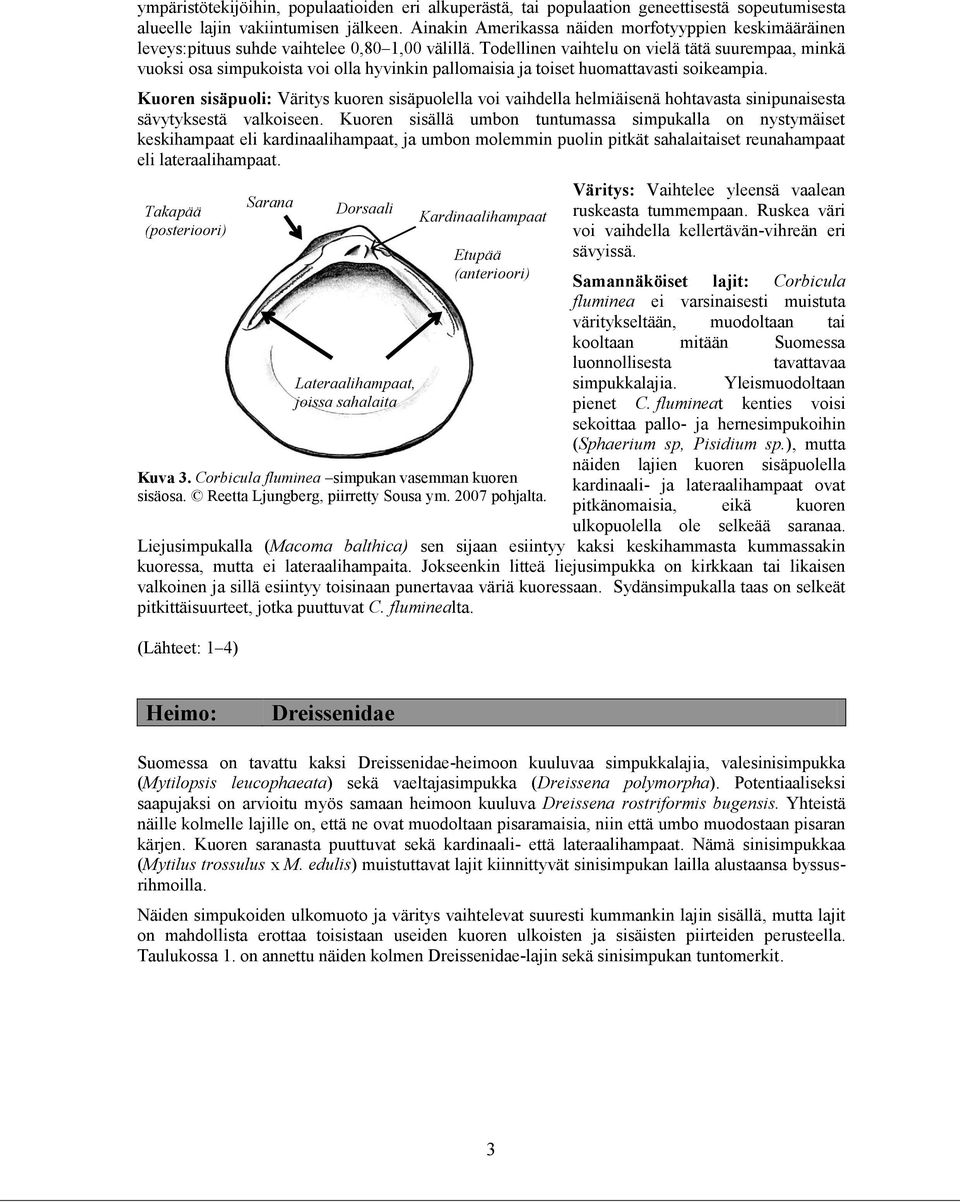 Todellinen vaihtelu on vielä tätä suurempaa, minkä vuoksi osa simpukoista voi olla hyvinkin pallomaisia ja toiset huomattavasti soikeampia.