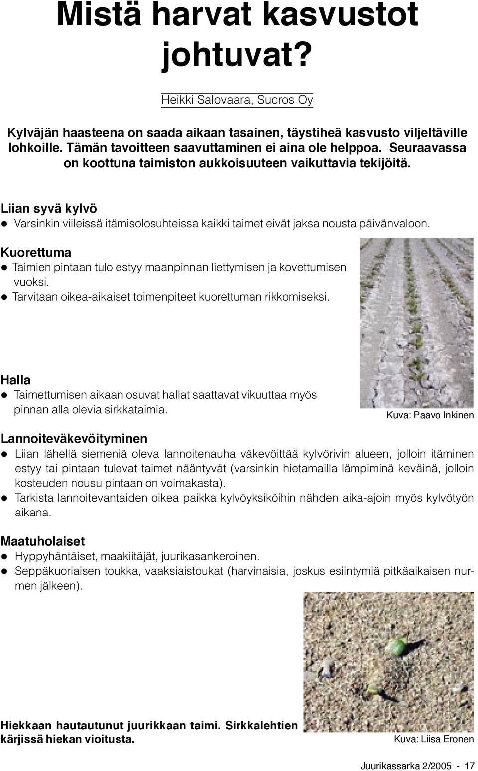 Liian syvä kylvö Varsinkin viileissä itämisolosuhteissa kaikki taimet eivät jaksa nousta päivänvaloon. Kuorettuma Taimien pintaan tulo estyy maanpinnan liettymisen ja kovettumisen vuoksi.