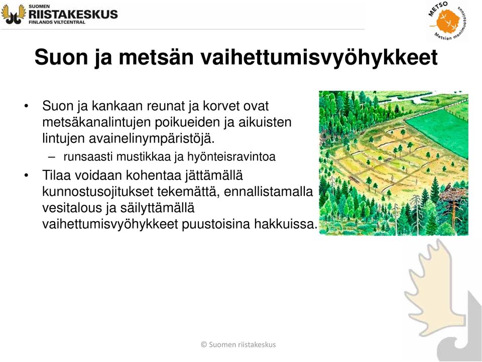 runsaasti mustikkaa ja hyönteisravintoa Tilaa voidaan kohentaa jättämällä