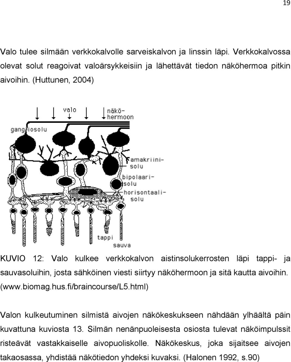 (Huttunen, 2004) KUVIO 12: Valo kulkee verkkokalvon aistinsolukerrosten läpi tappi- ja sauvasoluihin, josta sähköinen viesti siirtyy näköhermoon ja sitä kautta aivoihin.