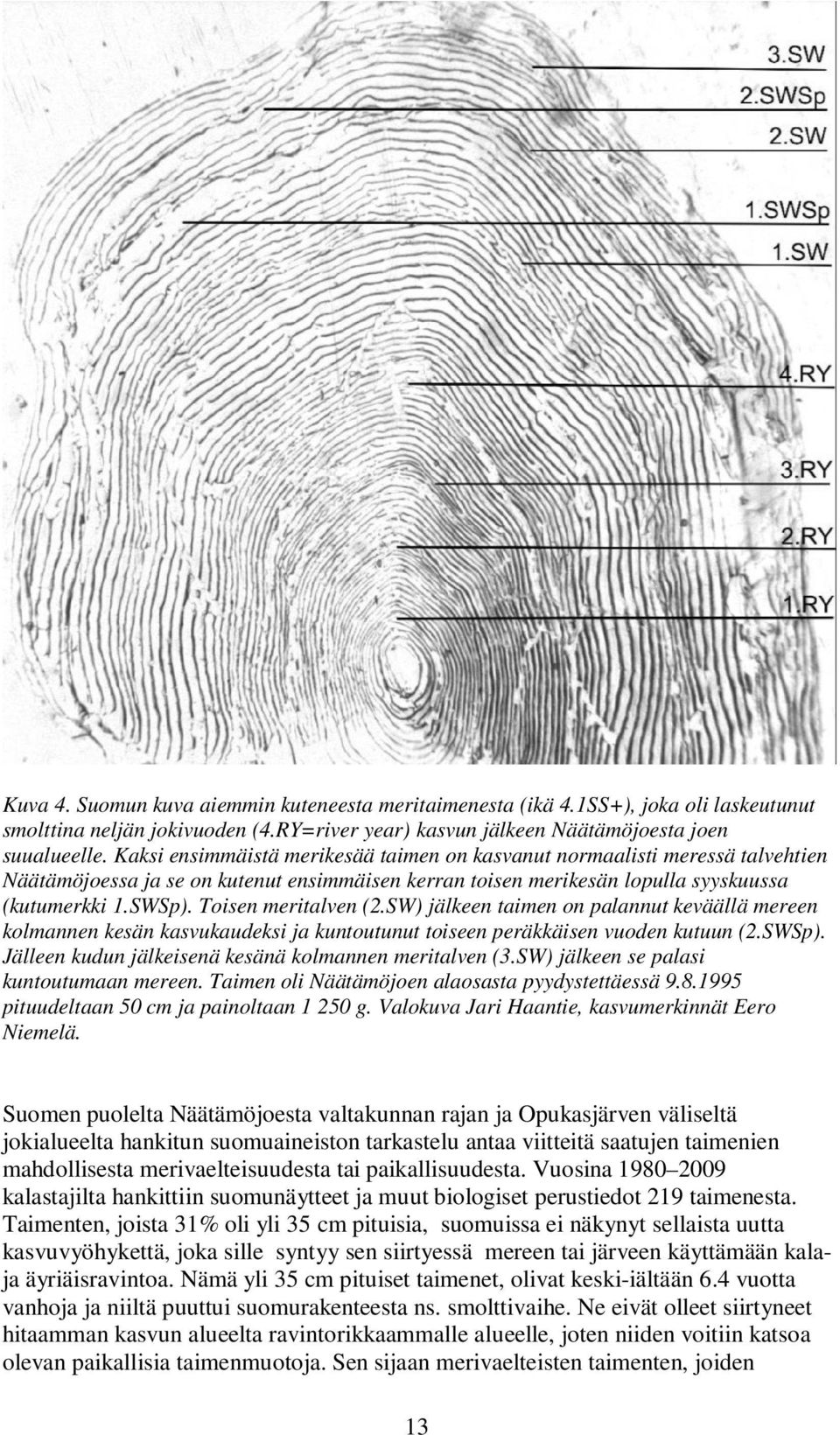 Toisen meritalven (2.SW) jälkeen taimen on palannut keväällä mereen kolmannen kesän kasvukaudeksi ja kuntoutunut toiseen peräkkäisen vuoden kutuun (2.SWSp).