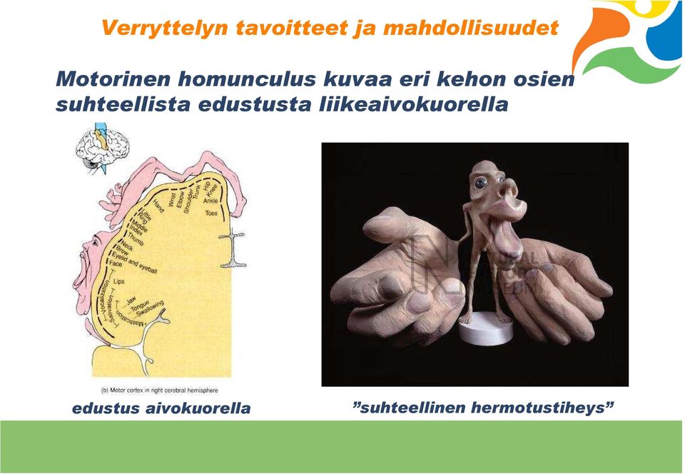 edustusta liikeaivokuorella