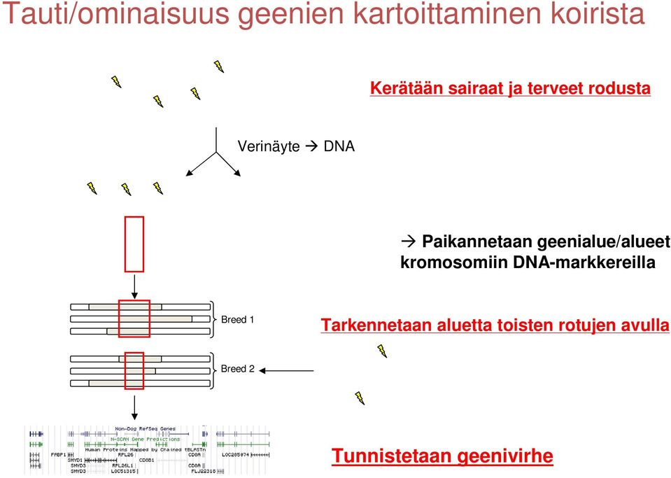 geenialue/alueet kromosomiin DNA-markkereilla Breed 1