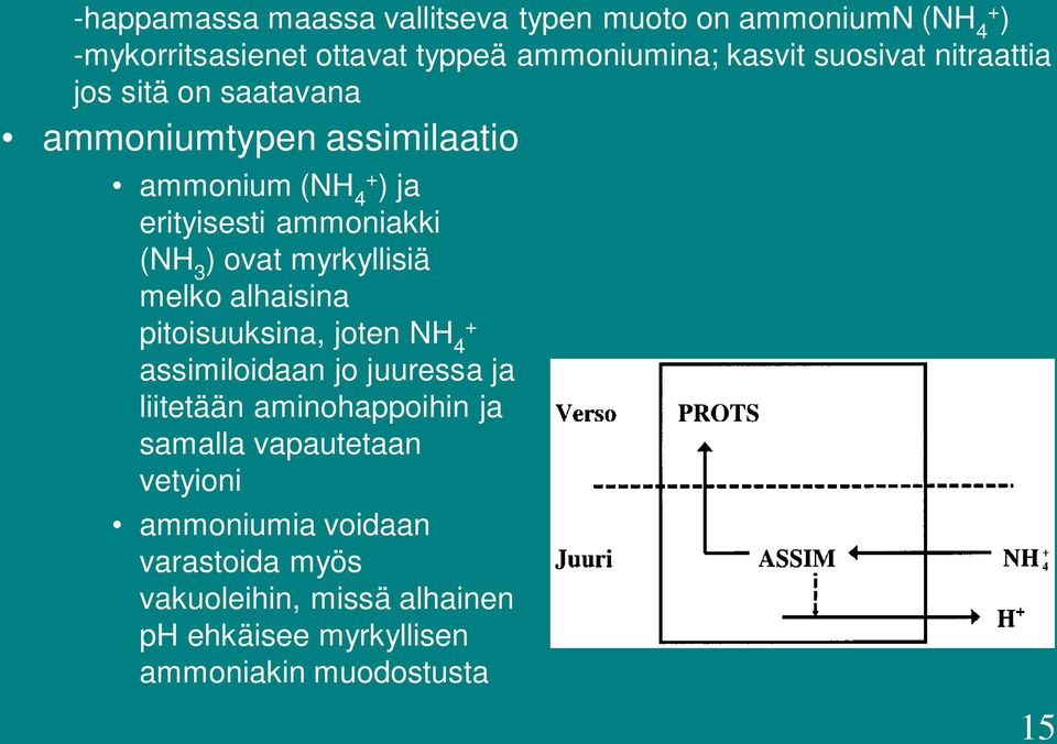 ovat myrkyllisiä melko alhaisina pitoisuuksina, joten NH 4 + assimiloidaan jo juuressa ja liitetään aminohappoihin ja
