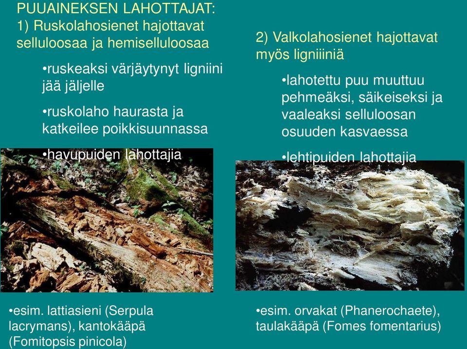 ligniiiniä lahotettu puu muuttuu pehmeäksi, säikeiseksi ja vaaleaksi selluloosan osuuden kasvaessa lehtipuiden lahottajia