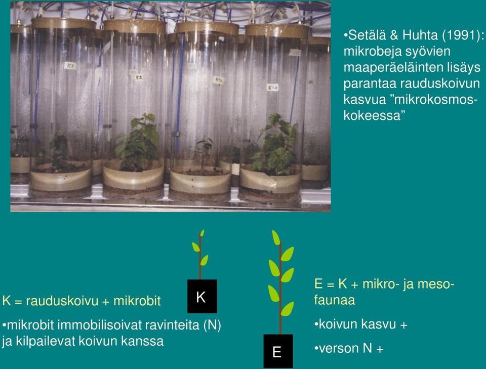 mikrobit mikrobit immobilisoivat ravinteita (N) ja kilpailevat