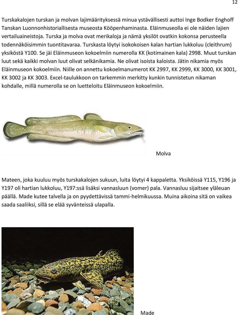 Turskasta löytyi isokokoisen kalan hartian lukkoluu (cleithrum) yksiköstä Y100. Se jäi Eläinmuseon kokoelmiin numerolla KK (kotimainen kala) 2998.