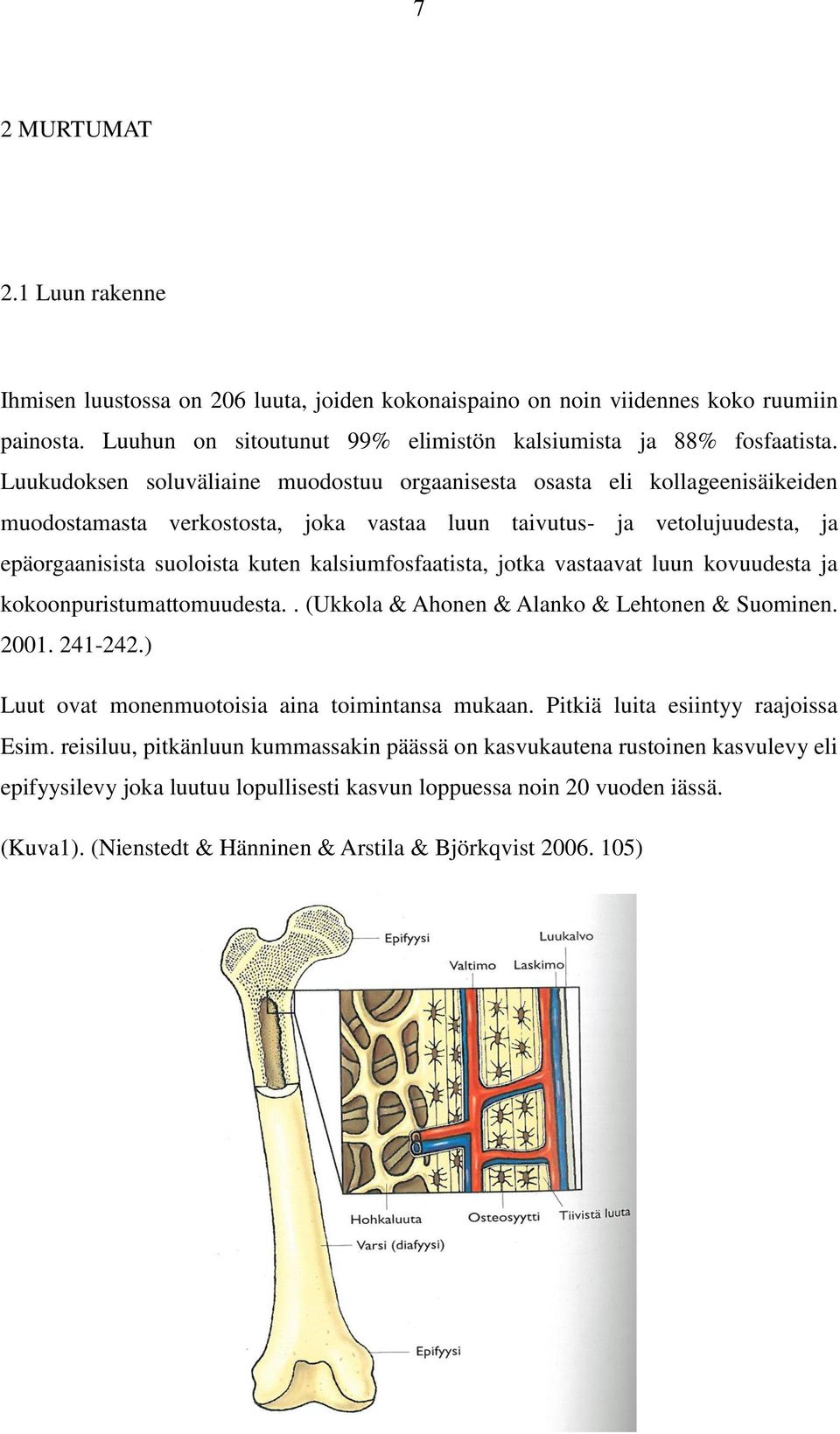 kalsiumfosfaatista, jotka vastaavat luun kovuudesta ja kokoonpuristumattomuudesta.. (Ukkola & Ahonen & Alanko & Lehtonen & Suominen. 2001. 241-242.) Luut ovat monenmuotoisia aina toimintansa mukaan.