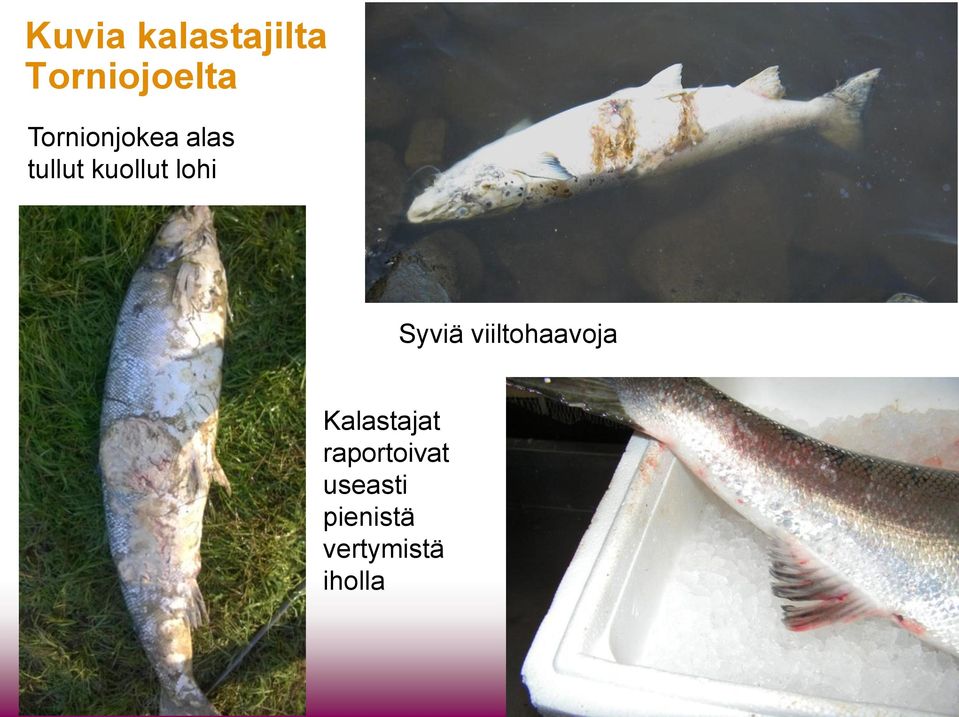 lohi Syviä viiltohaavoja Kalastajat