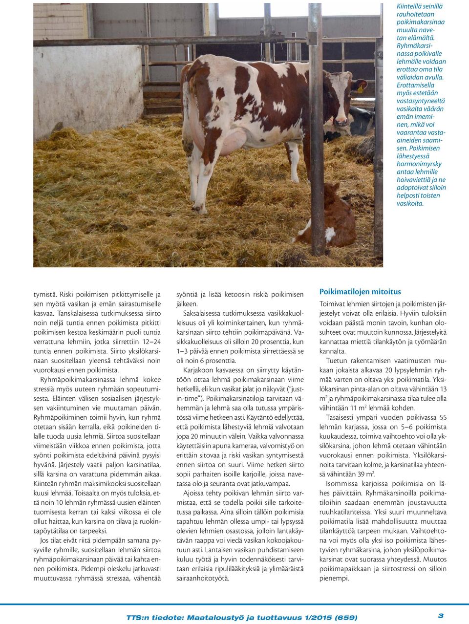 Poikimisen lähestyessä hormonimyrsky antaa lehmille hoivaviettiä ja ne adoptoivat silloin helposti toisten vasikoita. tymistä.
