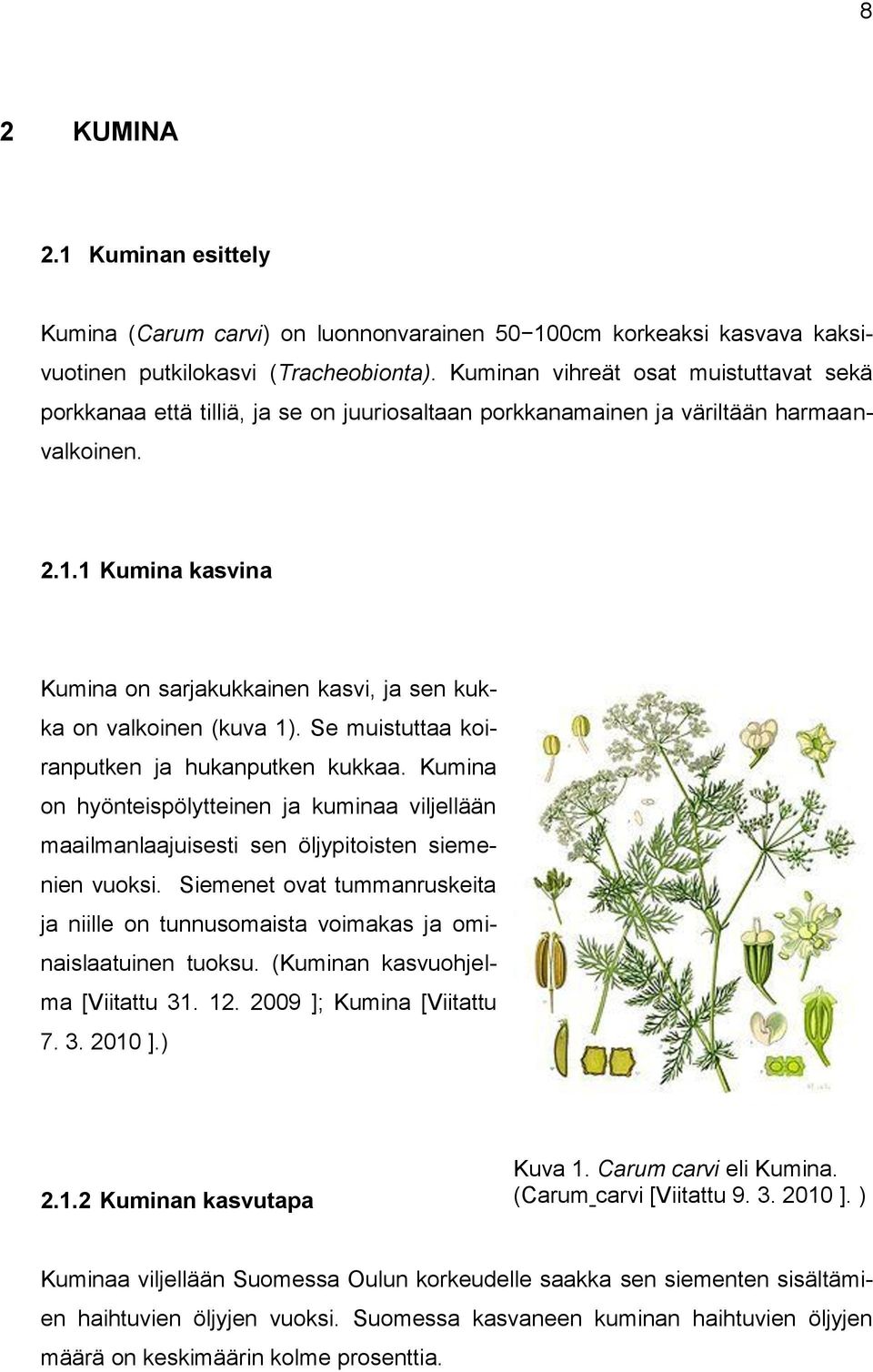 1 Kumina kasvina Kumina on sarjakukkainen kasvi, ja sen kukka on valkoinen (kuva 1). Se muistuttaa koiranputken ja hukanputken kukkaa.