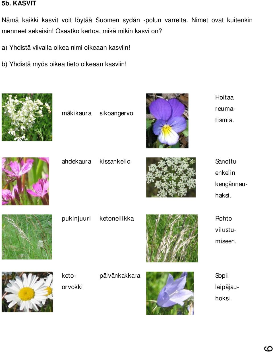 a) Yhdistä viivalla oikea nimi oikeaan kasviin! b) Yhdistä myös oikea tieto oikeaan kasviin!