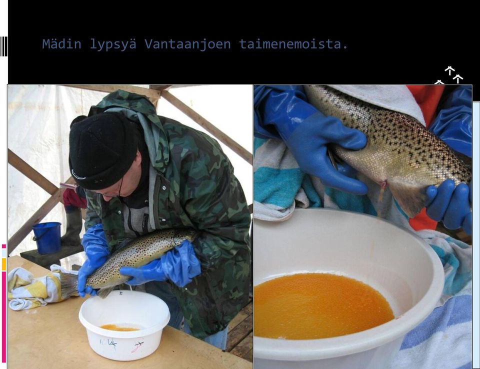taimenemoista.