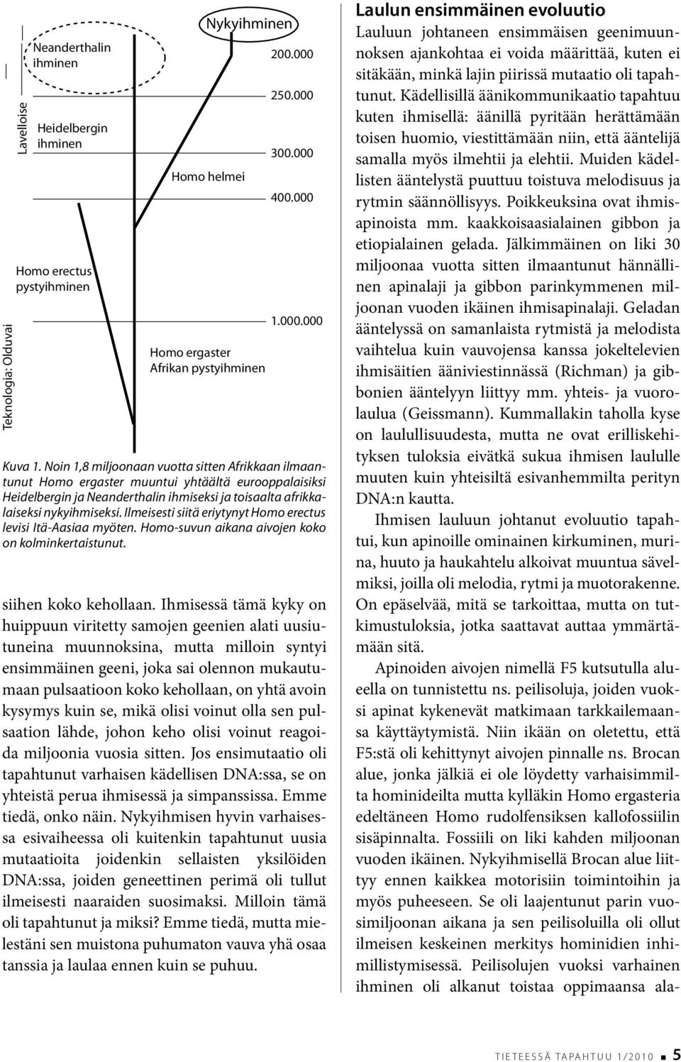 Ilmeisesti siitä eriytynyt Homo erectus levisi Itä-Aasiaa myöten. Homo-suvun aikana aivojen koko on kolminkertaistunut. siihen koko kehollaan.