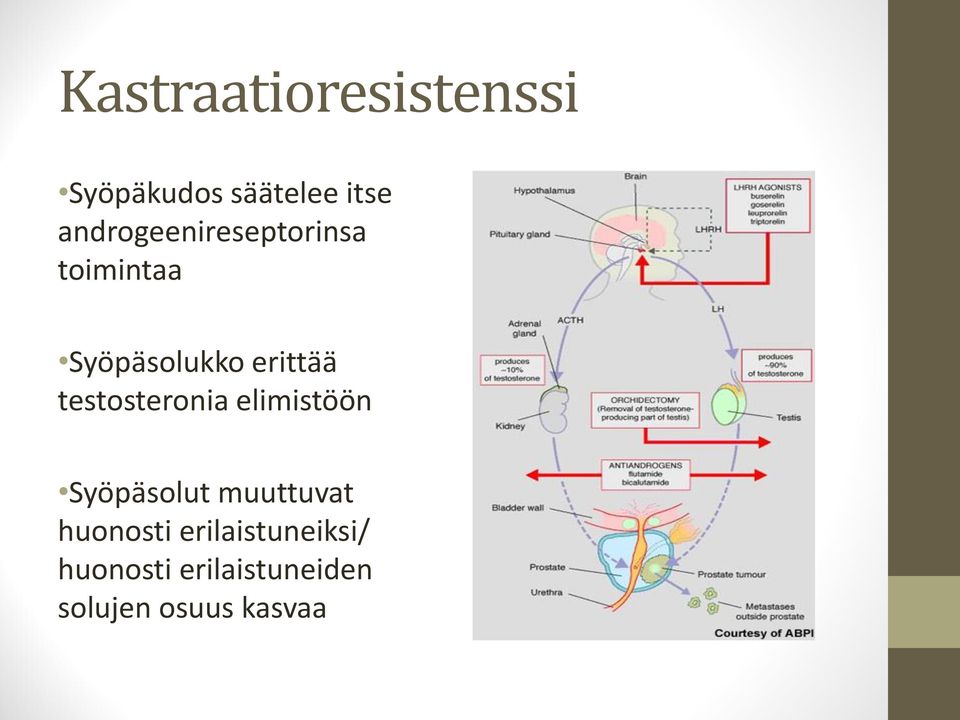 testosteronia elimistöön Syöpäsolut muuttuvat huonosti