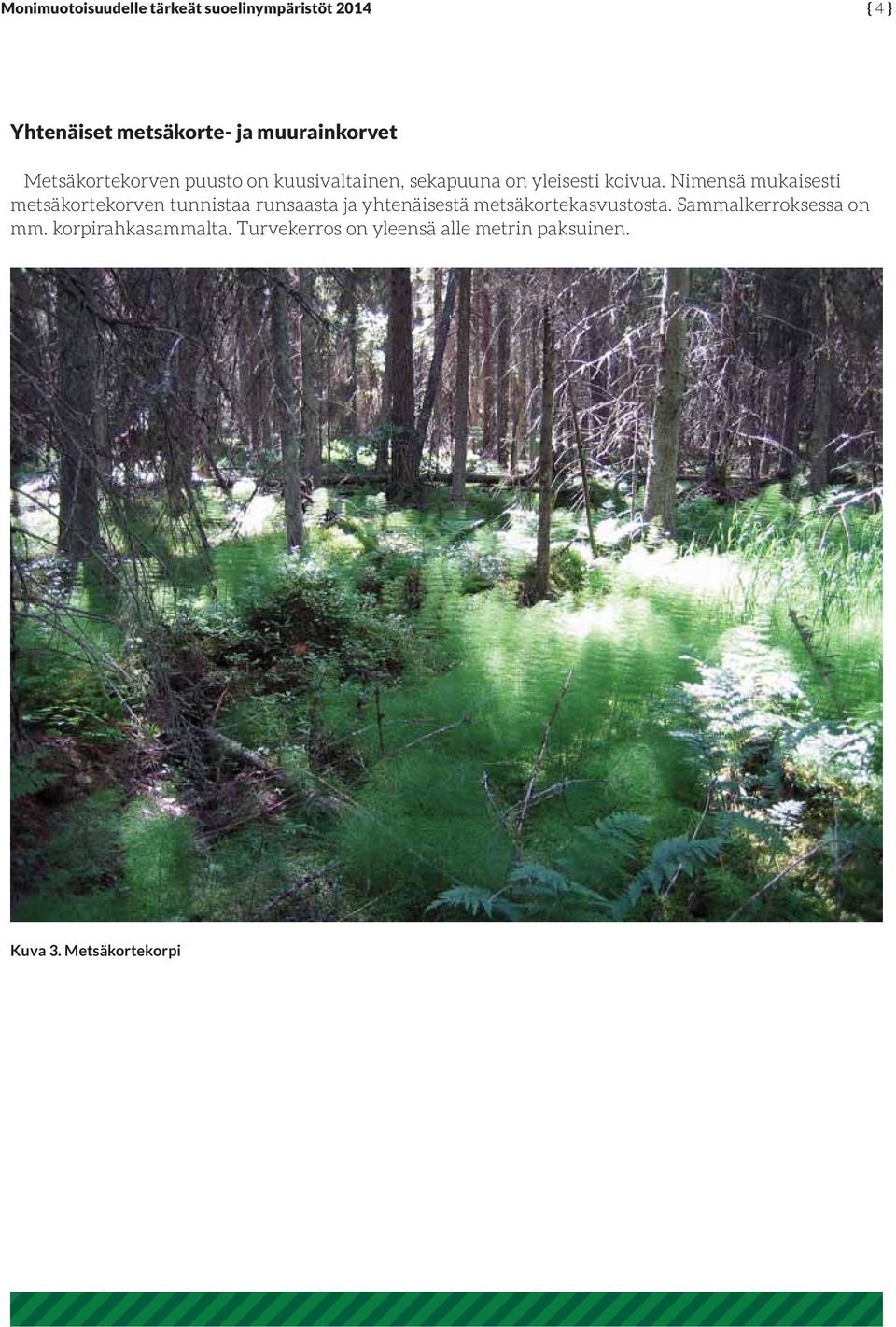 Nimensä mukaisesti metsäkortekorven tunnistaa runsaasta ja yhtenäisestä metsäkortekasvustosta.
