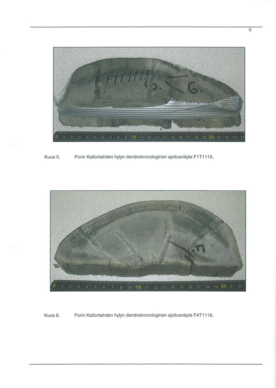 dendrokronologinen ajoitusnäyte F1