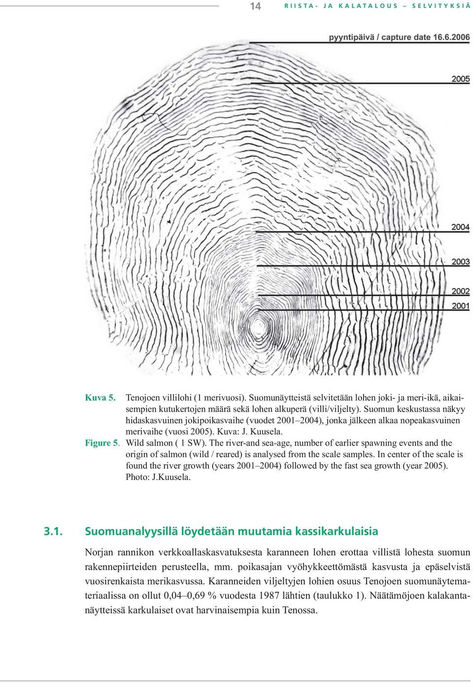 Suomun keskustassa näkyy hidaskasvuinen jokipoikasvaihe (vuodet 2001 2004), jonka jälkeen alkaa nopeakasvuinen merivaihe (vuosi 2005). Kuva: J. Kuusela. Figure 5. Wild salmon ( 1 SW).