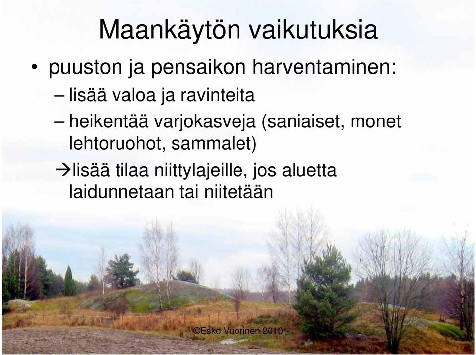 varjokasveja (saniaiset, monet lehtoruohot, sammalet)