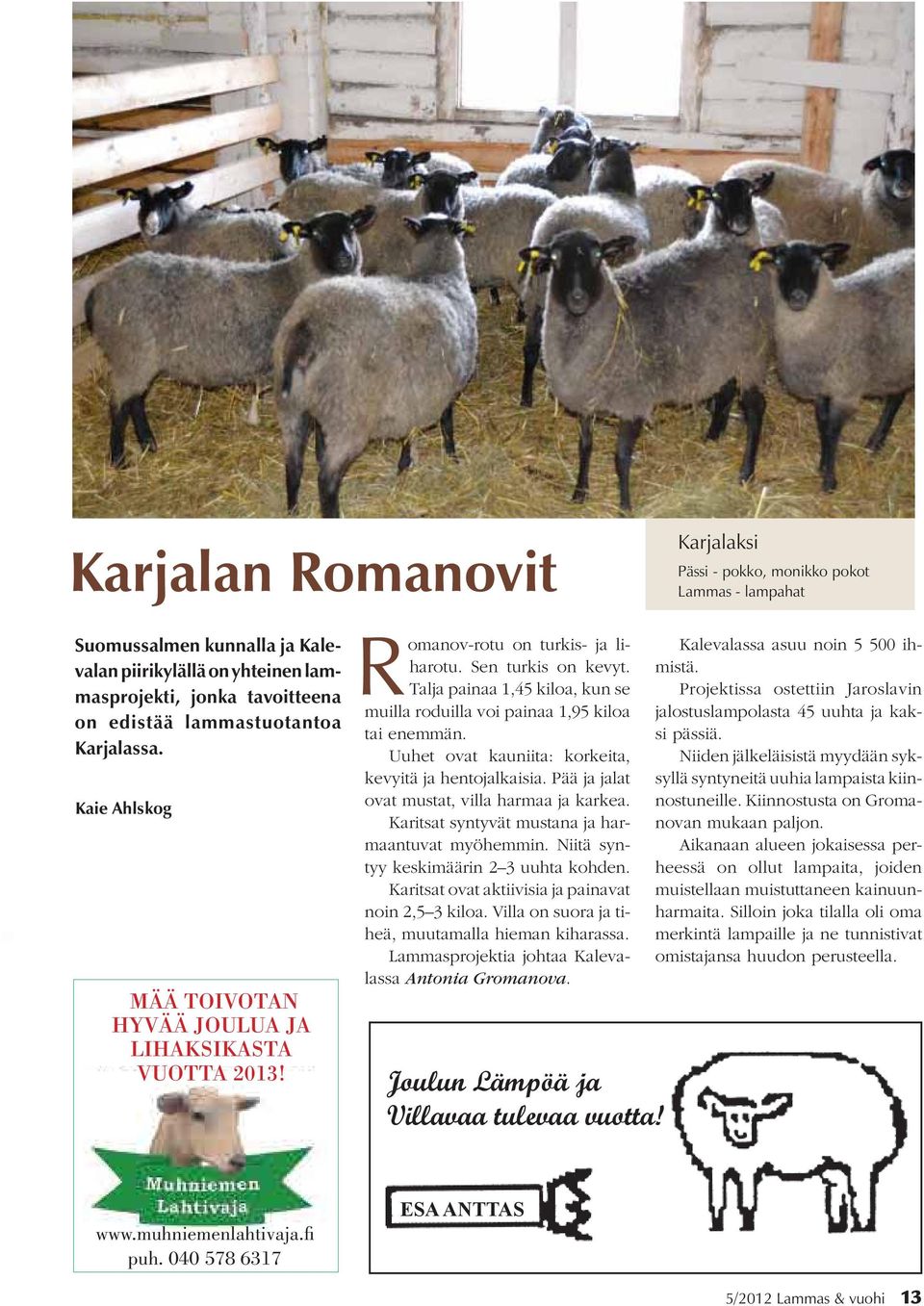 Talja painaa 1,45 kiloa, kun se muilla roduilla voi painaa 1,95 kiloa tai enemmän. Uuhet ovat kauniita: korkeita, kevyitä ja hentojalkaisia. Pää ja jalat ovat mustat, villa harmaa ja karkea.