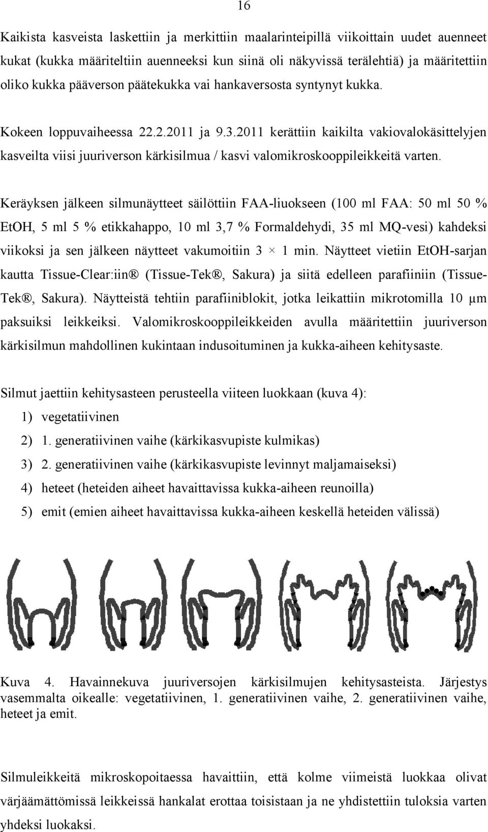 Keräyksen jälkeen silmunäytteet säilöttiin FAA-liuokseen (100 ml FAA: 50 ml 50 % EtOH, 5 ml 5 % etikkhppo, 10 ml 3,7 % Formldehydi, 35 ml MQ-vesi) khdeksi viikoksi j sen jälkeen näytteet vkumoitiin 3