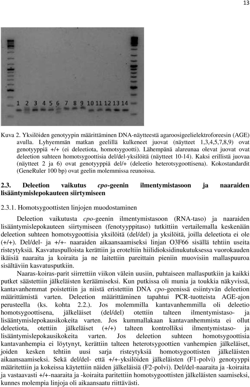 Lähempänä alareunaa olevat juovat ovat deleetion suhteen homotsygoottisia del/del-yksilöitä (näytteet 10-14).