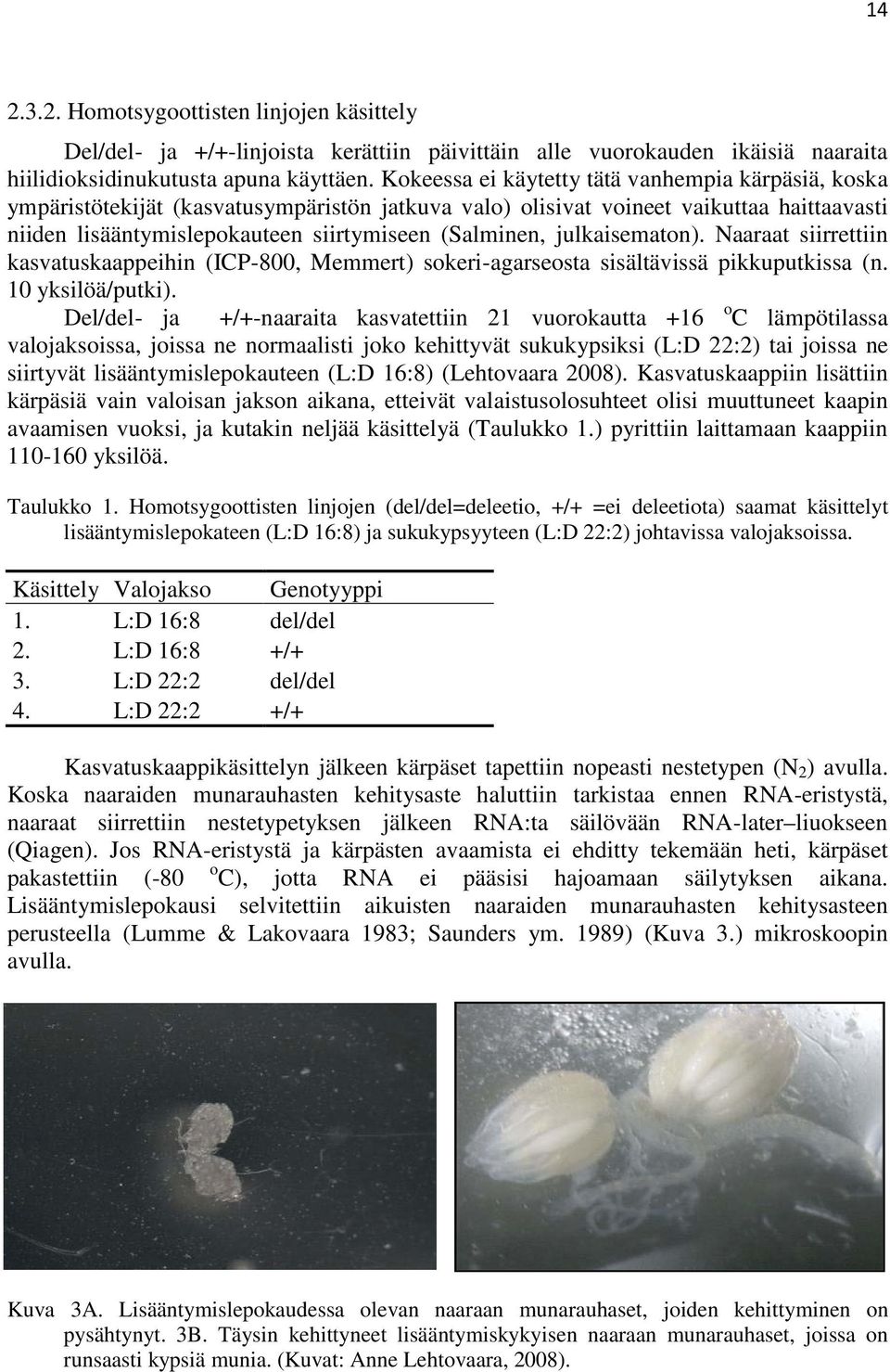julkaisematon). Naaraat siirrettiin kasvatuskaappeihin (ICP-800, Memmert) sokeri-agarseosta sisältävissä pikkuputkissa (n. 10 yksilöä/putki).