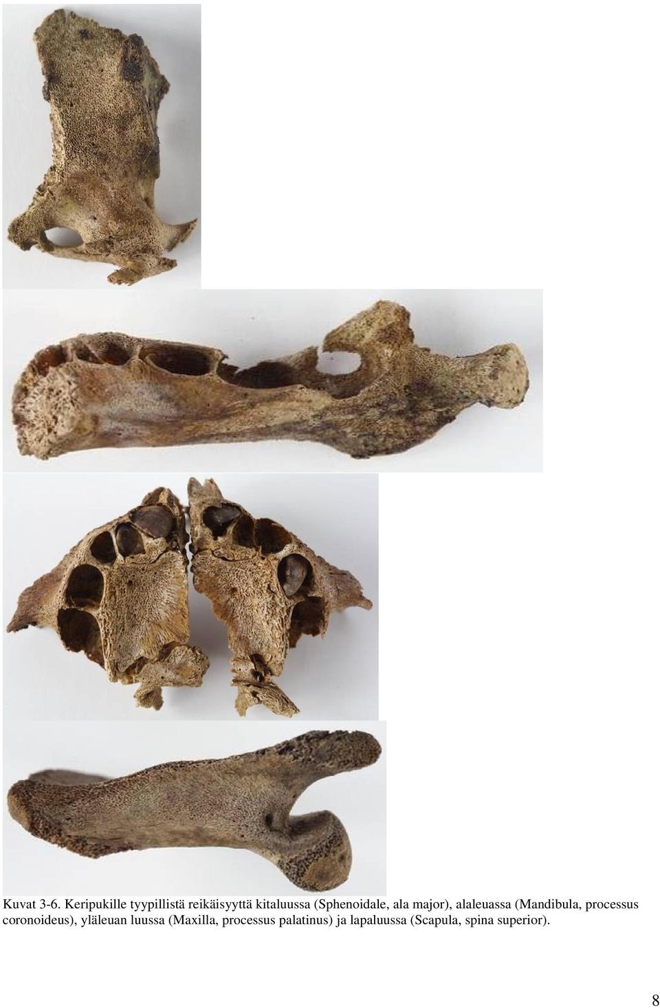 (Sphenoidale, ala major), alaleuassa (Mandibula,