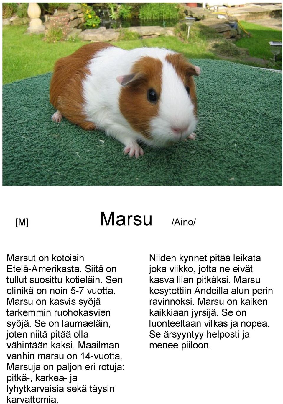 Marsuja on paljon eri rotuja: pitkä-, karkea- ja lyhytkarvaisia sekä täysin karvattomia.