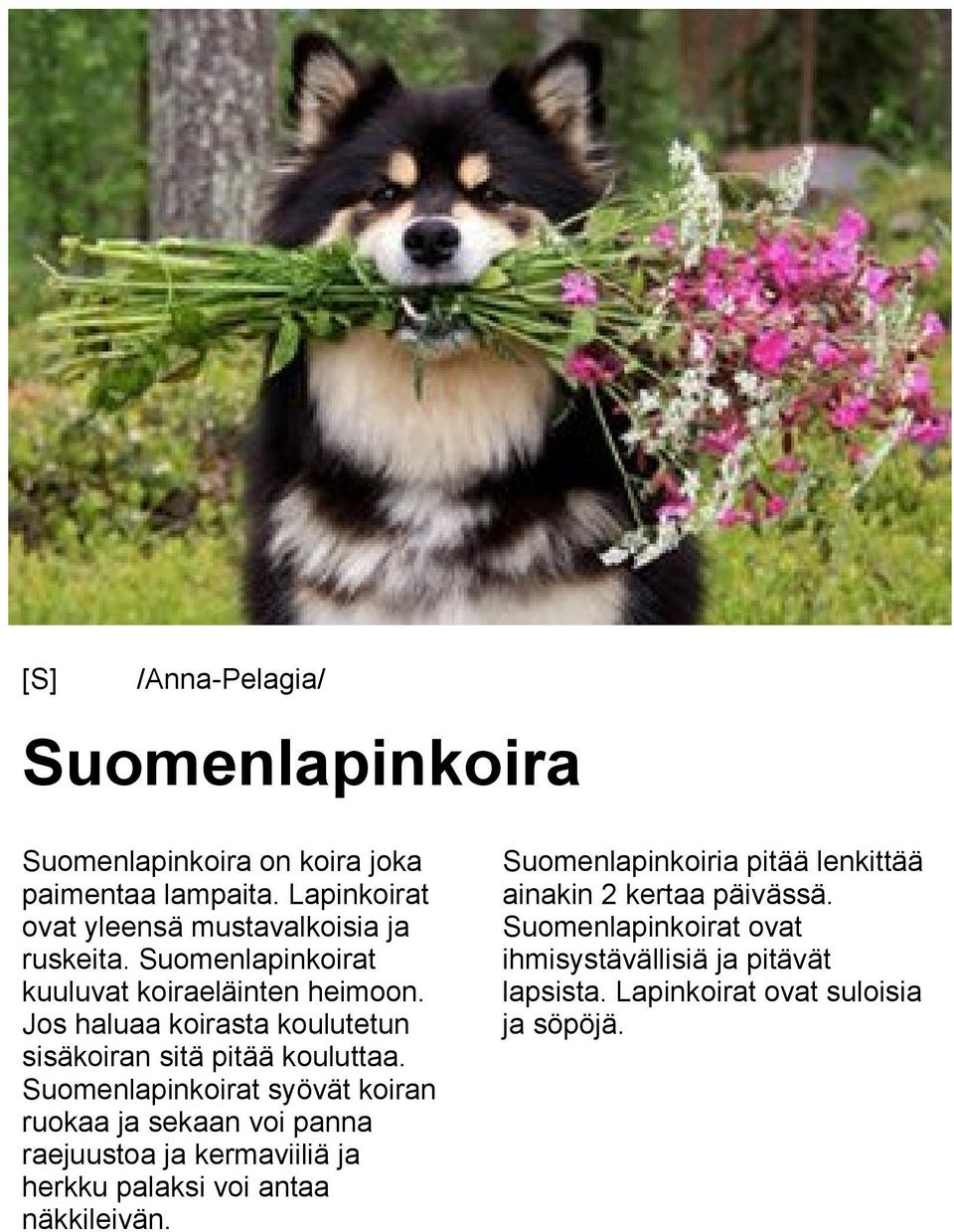 Jos haluaa koirasta koulutetun sisäkoiran sitä pitää kouluttaa.