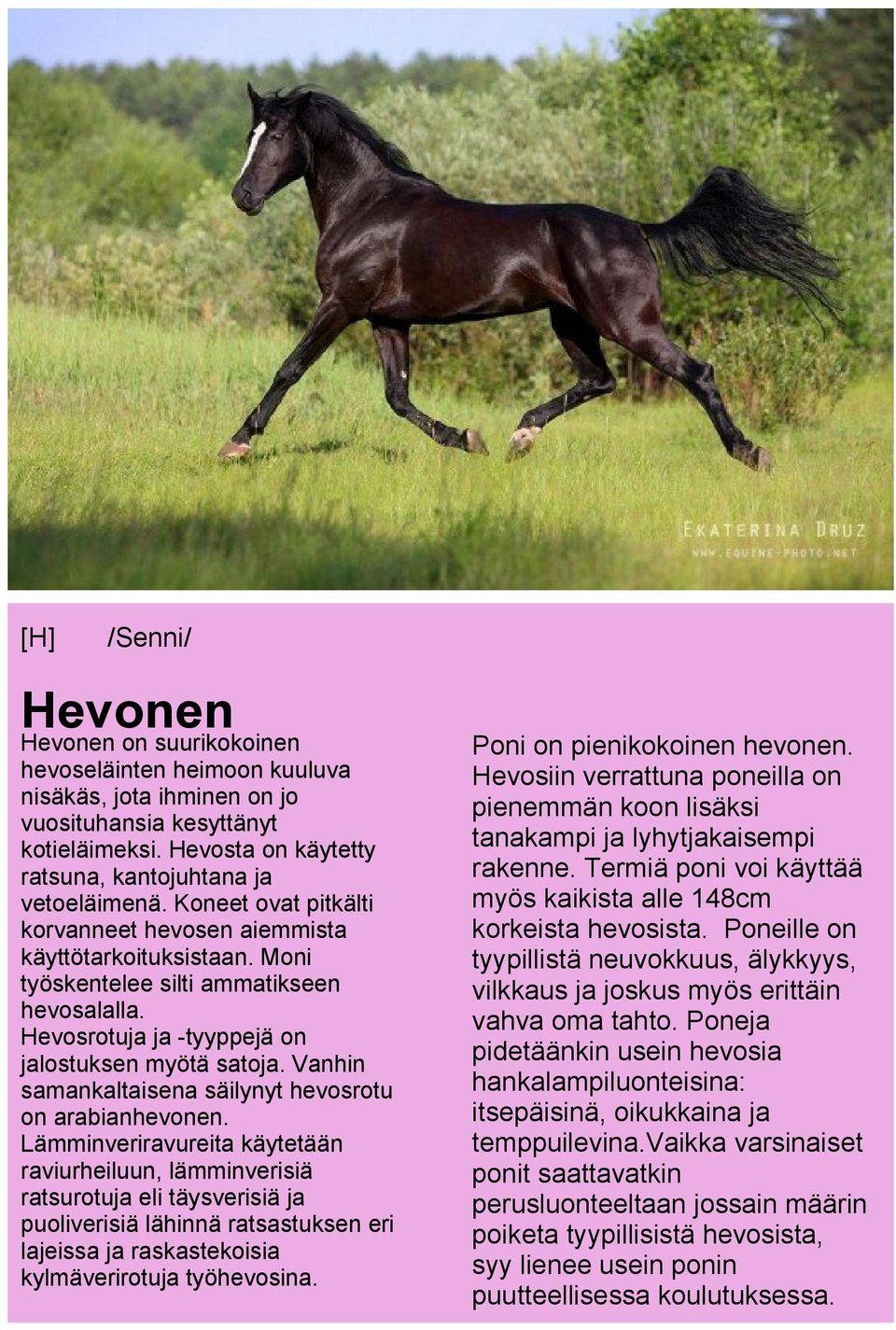 Hevosrotuja ja -tyyppejä on jalostuksen myötä satoja. Vanhin samankaltaisena säilynyt hevosrotu on arabianhevonen.