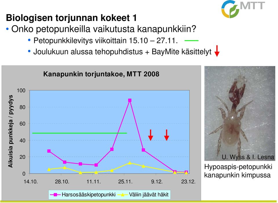 Joulukuun alussa tehopuhdistus + BayMite käsittelyt Kanapunkin torjuntakoe, MTT 2008 100 Aikuisia