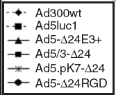 Onkolyyttinen adenovirus tuhoaa syövän kantasolut CD44 + CD24 - solupopulaatio