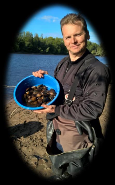 ALLECO RAPORTTI N:O 17/215 Simpukkapopulaatioiden toipumisja lisääntymiskyky, kuolleisuus ja ikärakenne vuonna 215 Kokemäenjoessa Harjavallan nikkelipäästön jälkeen Jouni