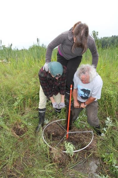 Eliöstö Hiilen kierto Inundated Number of Constructi area / ha frogspawn clusters Newts Toads Site on year in spring 2014 2014 2014 Gateway wetland 2010 0,4 27 x x Pocket wetland 2011 0,1 >