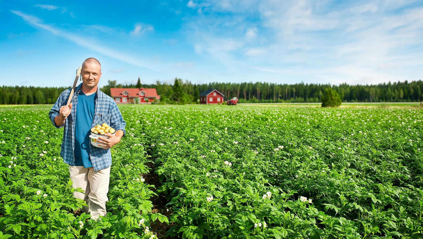 Apetit toimii ruokaketjun brändi-, jalostus- ja hyödykemarkkinoilla Ruokaratkaisut Öljykasvituotteet Kalajalosteet