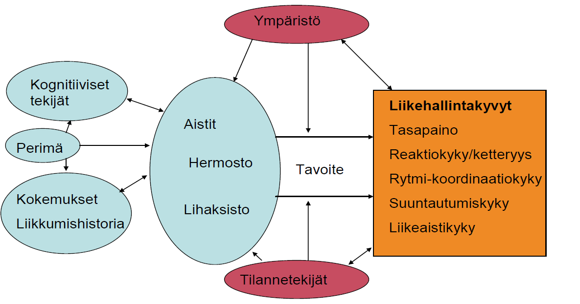 16 4 LIIKEHALLINTAKYKY 4.1 Liikehallinta Liikehallintakyky eli motorinen kunto on keskushermoston, ääreishermoston ja niiden hermottamien lihasten saumatonta yhteistyötä.