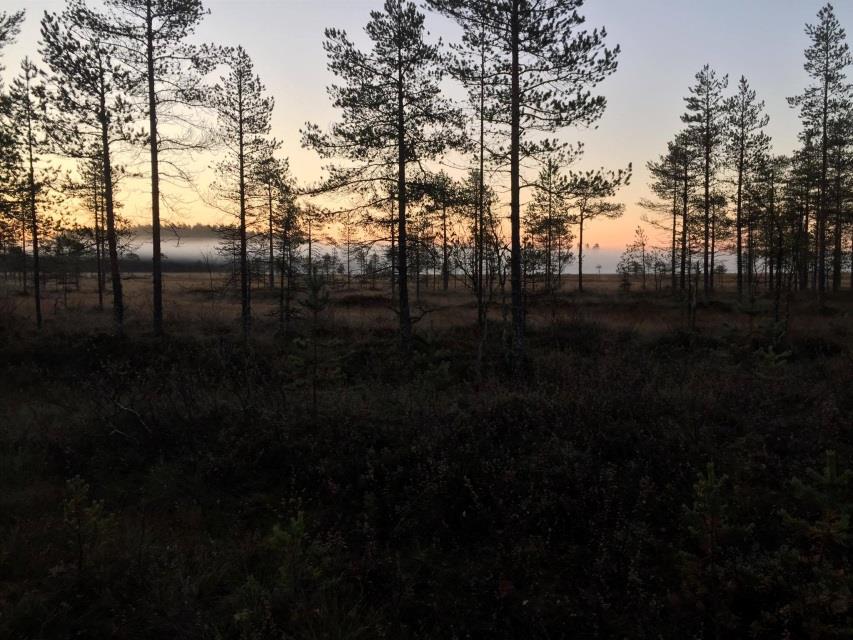 3000 hehtaaria ison metsästysalueen JAHTIO ehdottaa sopivia kiintiöitä ja pyyntihintoja eri riistalajeille perustuen kestävään kiintiön JAHTIO valtuuttaa muutamaan