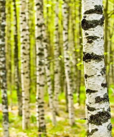 Esityksen sisältö Selvitystyön toteutus ja tavoitteet.