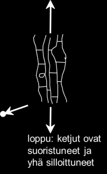 Elastomeerien deformaatio Elastomeereilla (kumeilla) on silloittuneen rakenteen ansiosta kyky palautua