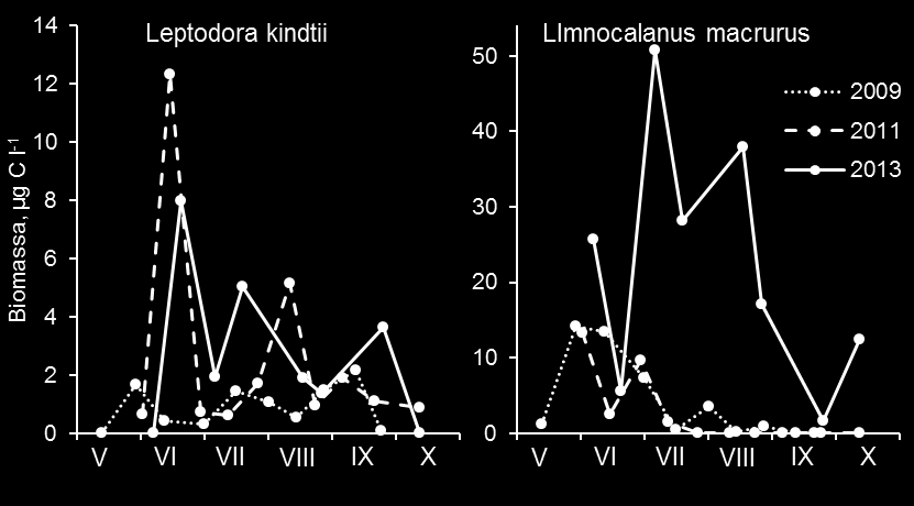 Kuva 12. Daphnia-suvun vesikirppujen sekä Limnosida frontosa ja Bosmina crassicornis - vesikirppujen tilavuuspainotetut biomassat koko vesipatsaassa vuosina 2009, 2011 ja 2013.